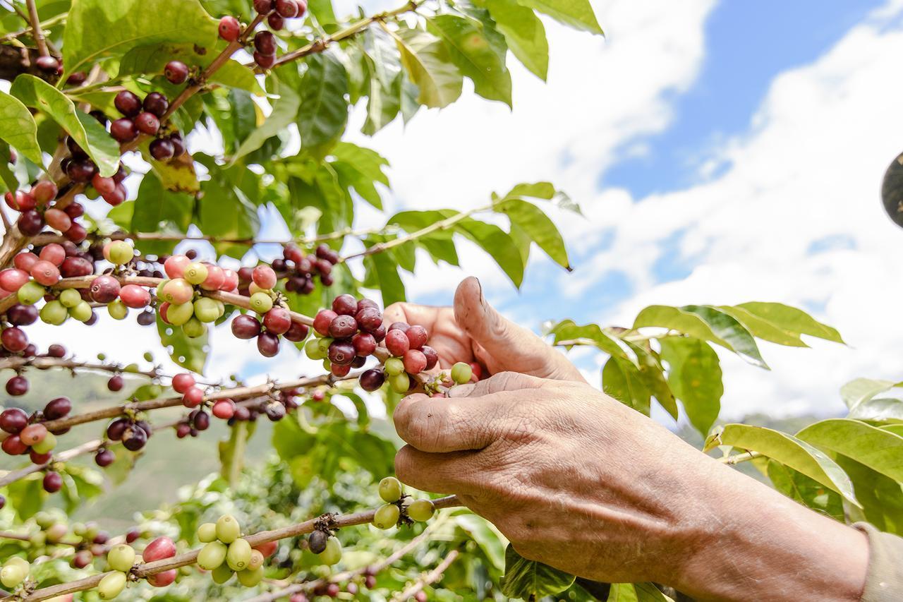 Finca Boutique El Diamante Salgar  Eksteriør bilde